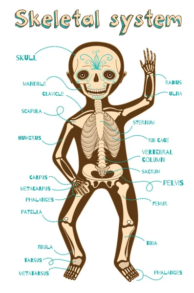 Ilustração de desenho animado vetorial do sistema esquelético humano para crianças — Vetor de Stock