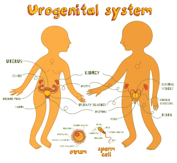 Ilustración de dibujos animados vectoriales del sistema urogenital masculino y femenino — Vector de stock