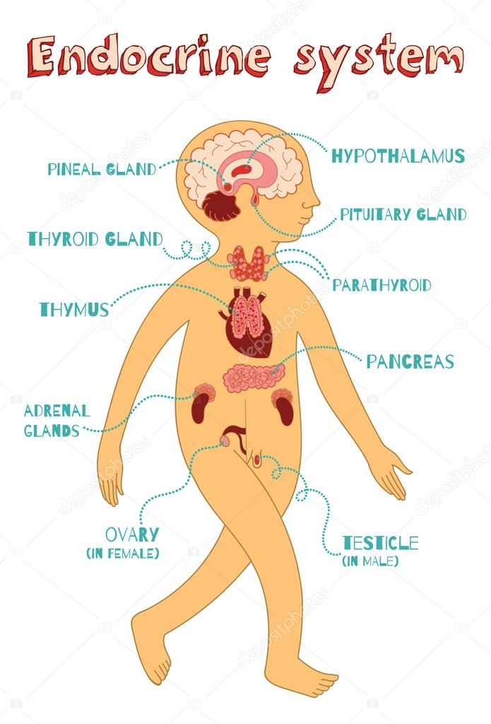 vector cartoon illustration of endocrine system for kids