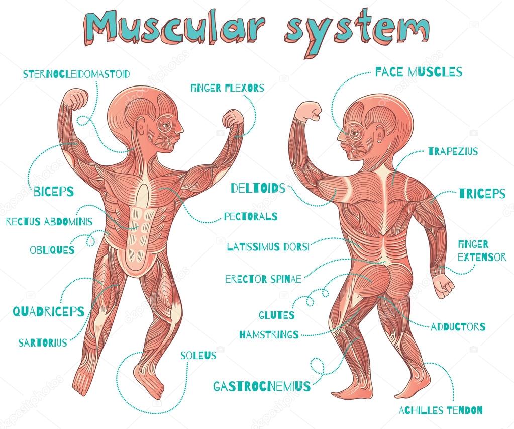 vector cartoon illustration of human muscular system for kids