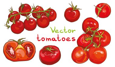 Vektör kümesi. Kiraz domates ve domates çizimi.