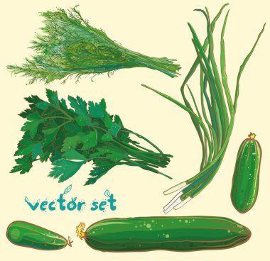 Vektör ayarla scallions, dereotu, maydanoz, salatalık ile