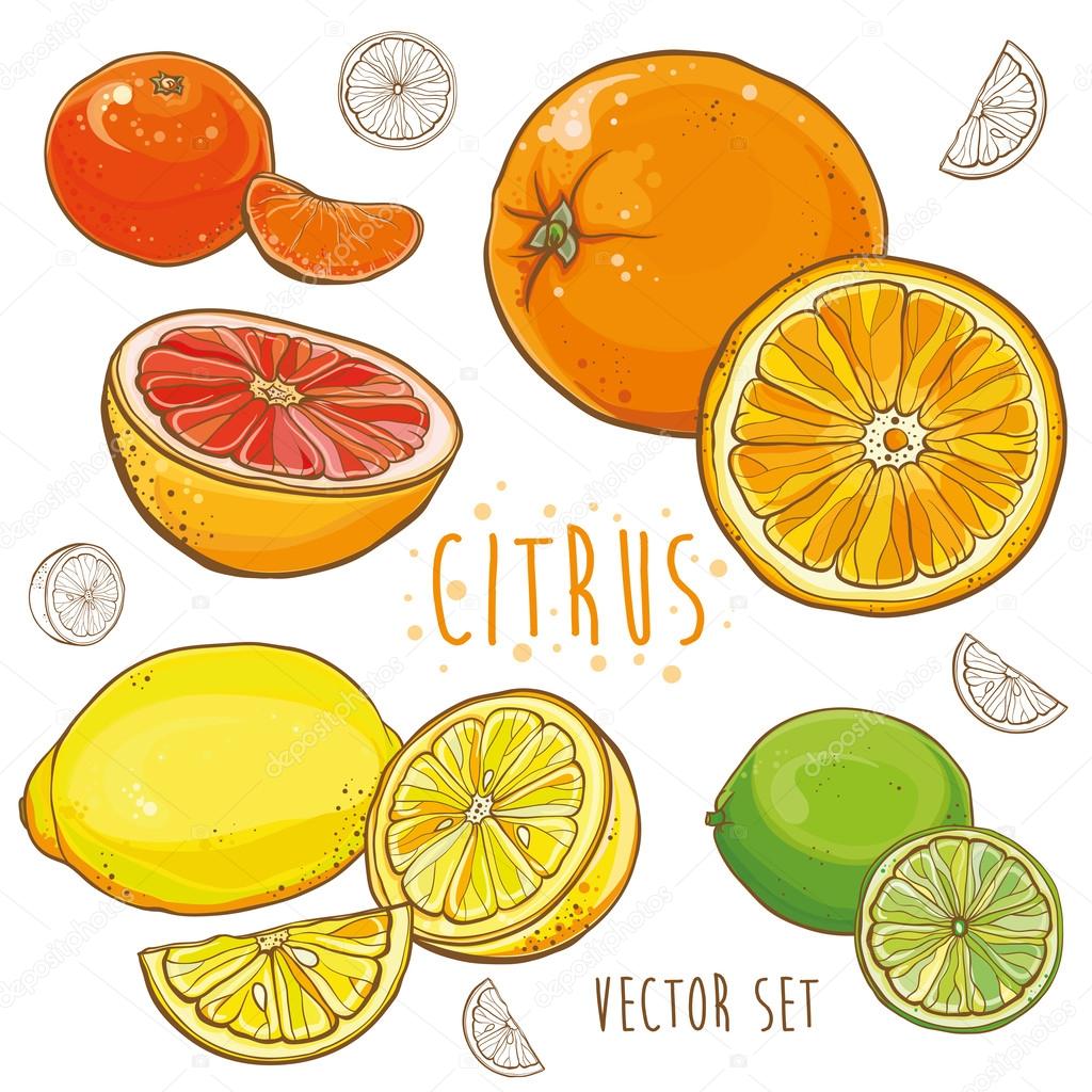 Vector set with citrus fruits