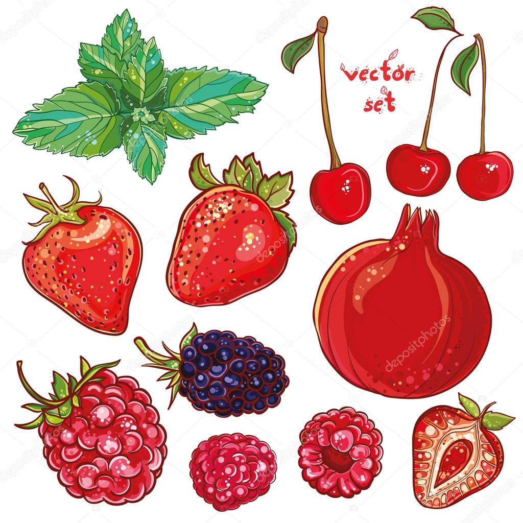 Vector set with small fruits, berries