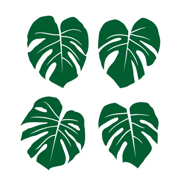 Vektorillustration Der Monstera Dämme — Stockvektor