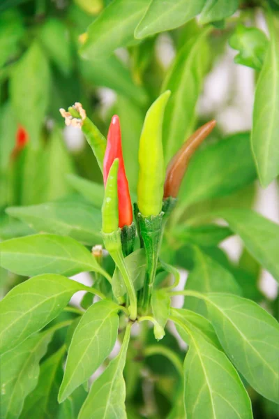 natural green hot peppers in green leaves