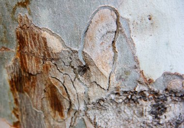 Gri ahşap damarları ve kıvrımları olan bir doku