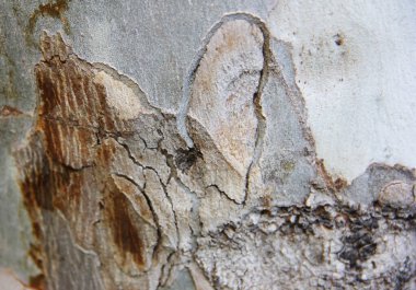 Gri ahşap damarları ve kıvrımları olan bir doku