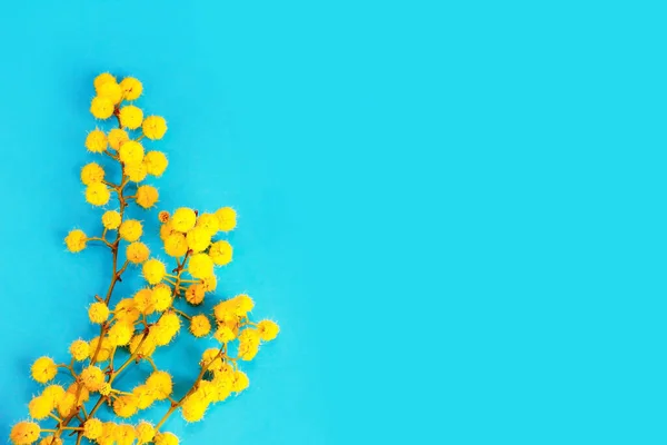 Gelbe Mimosenblüten Auf Blauem Hintergrund — Stockfoto