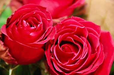 Yapraklı ve yeşil yapraklı kırmızı gül çiçeği