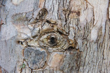 Yaşlı bir ağacın kabuğunun dokusu.