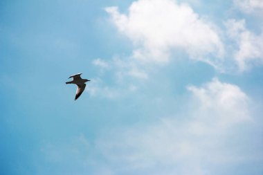 Mavi gökyüzünde uçan beyaz bir martı