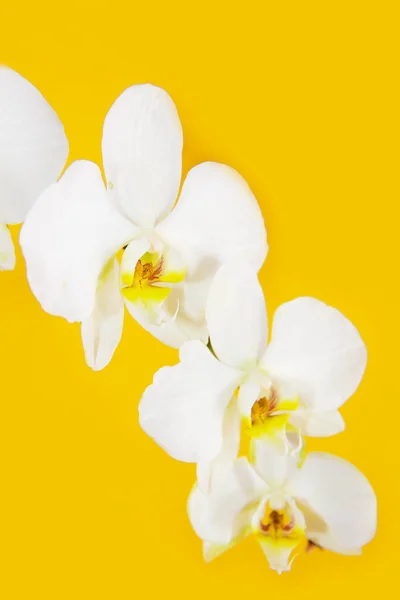 Flores Orquídea Blanca Con Pétalos Grandes — Foto de Stock