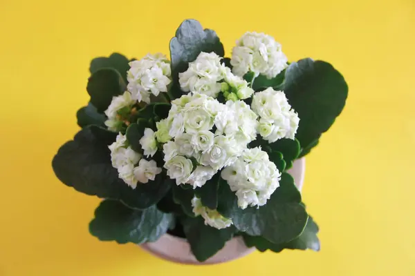 Flores Kalanchoa Blanca Con Hojas Verdes — Foto de Stock