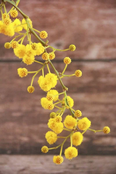 Mimosa Ramos Com Flores Amarelas Fundo Madeira — Fotografia de Stock