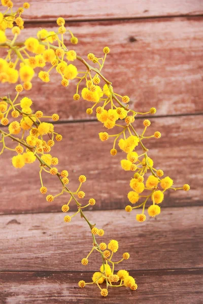 Fluffy Mimosa Flowers Branches — Foto de Stock