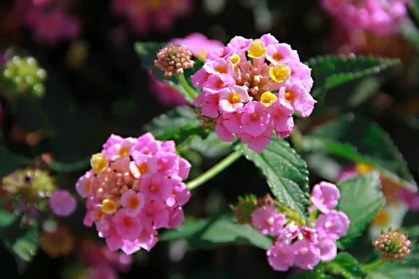 Pink Small Lanthanum Flowers Green Leaves — Photo