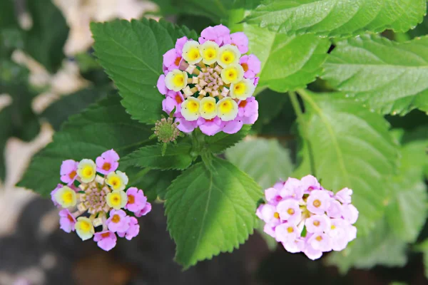 Pink Small Lanthanum Flowers Green Leaves — Stock Fotó