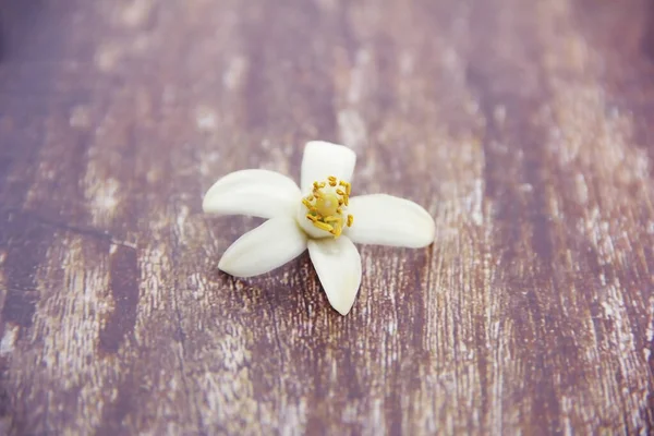 Pequeñas Flores Color Naranja Blanco Con Pétalos Estambres — Foto de Stock