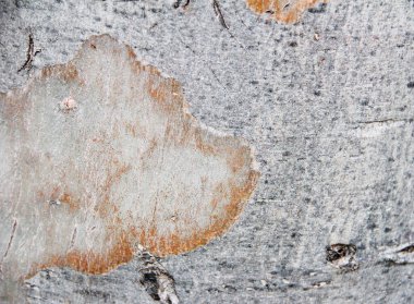 çatlaklara ve çizgilere sahip gri ahşap doku