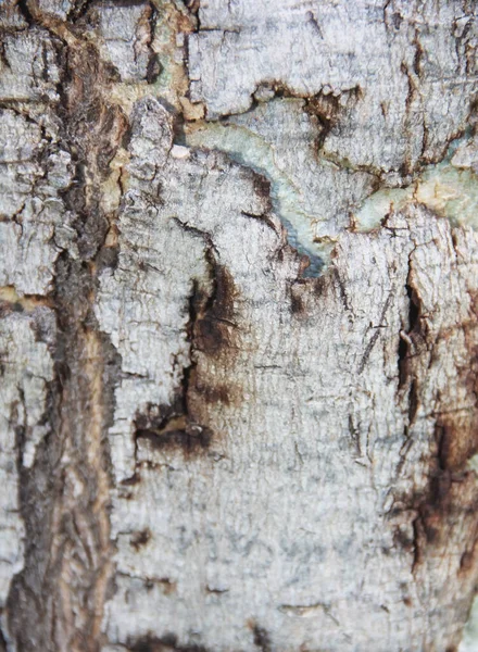 Grey Wood Texture Cracks Streaks — Stock Photo, Image