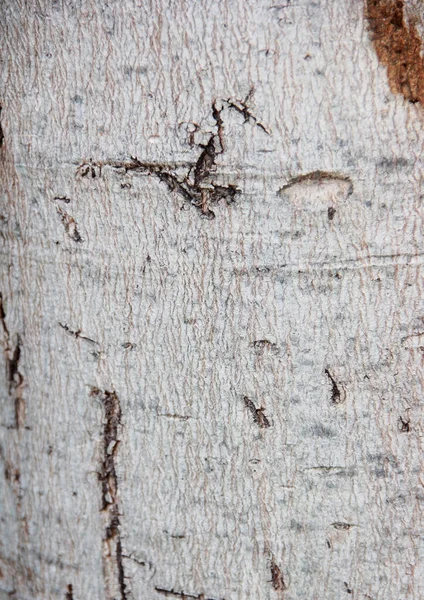 Textura Madeira Cinza Com Rachaduras Estrias — Fotografia de Stock