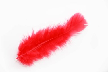 Beyaz arkaplanda hafif tüylü kuş tüyleri