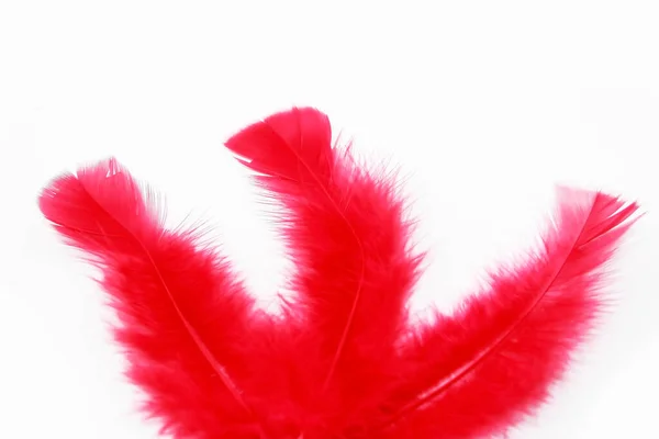 Soft Fluffy Bird Feathers White Background — Stock Photo, Image