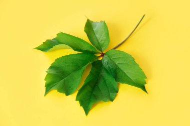 Sarı arka planda yeşil yapraklar