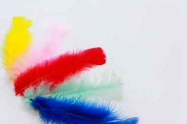 yumuşak hafif tüylü kuş tüyleri