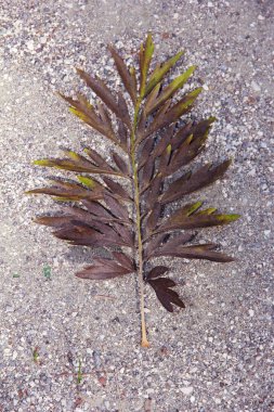 Taştan bir arka planda kuru bitki yaprağı