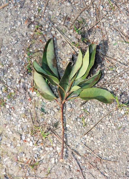 Dry Plant Leaf Stone Background — Stock Photo, Image