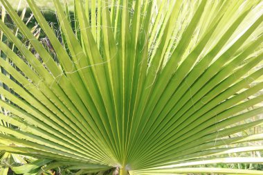 Doğal yeşil palmiye yaprakları