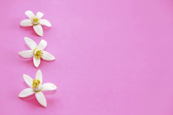 Pequeñas Flores Naranjas Naturales Blancas — Foto de Stock