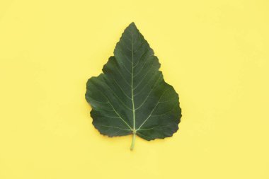 Sarı arka planda doğal yeşil yapraklar