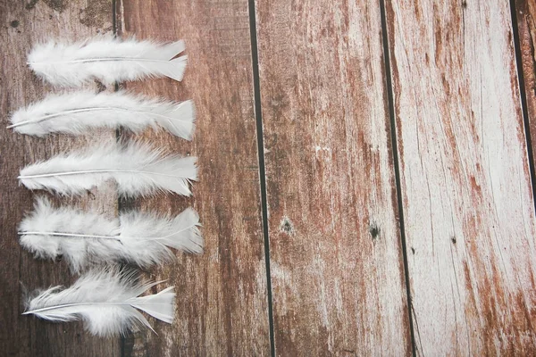 Soft Light Fluffy Bird Feathers — Stock Photo, Image