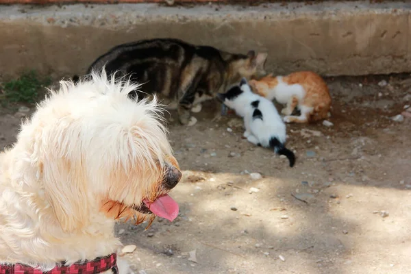 Seekor Anjing Berbulu Putih Memandang Seekor Kucing — Stok Foto