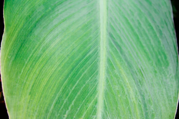 Hojas Verdes Grandes Una Planta Tropical —  Fotos de Stock