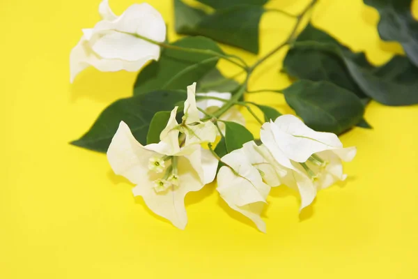 Flores Adelfa Blanca Con Hojas Sobre Fondo Amarillo — Foto de Stock