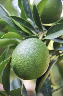 Doğal yeşil turuncu bir dal üzerinde