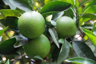 Doğal yeşil turuncu bir dal üzerinde