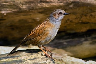 Bülbülü kuşu dalı