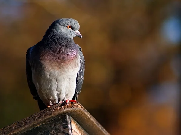 Pombo sentado no abrigo — Fotografia de Stock