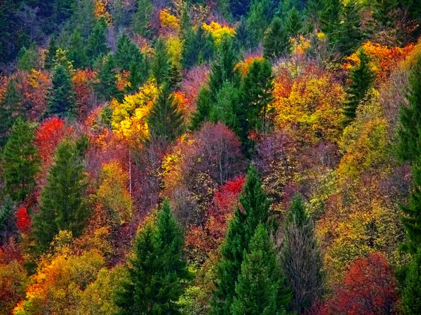 Höstens färgglada skog — Stockfoto