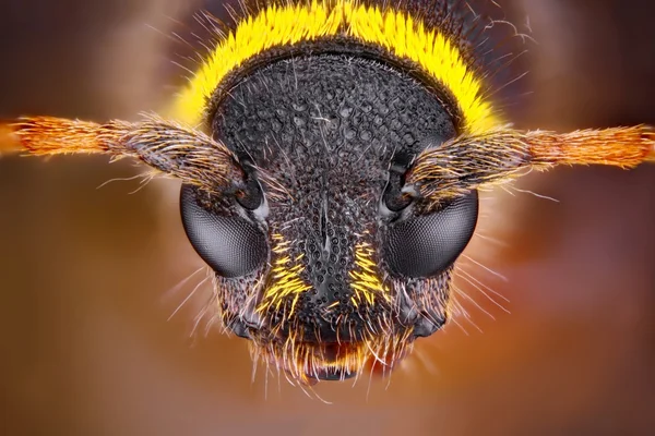 黄 bug 的头 — 图库照片