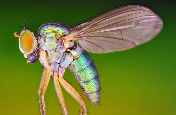 Mosca metálica pequena — Fotografia de Stock