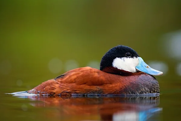 Ruddy pato enfriamiento en el agua — Foto de Stock