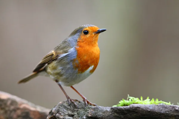 Robin bird on branch — Stok fotoğraf