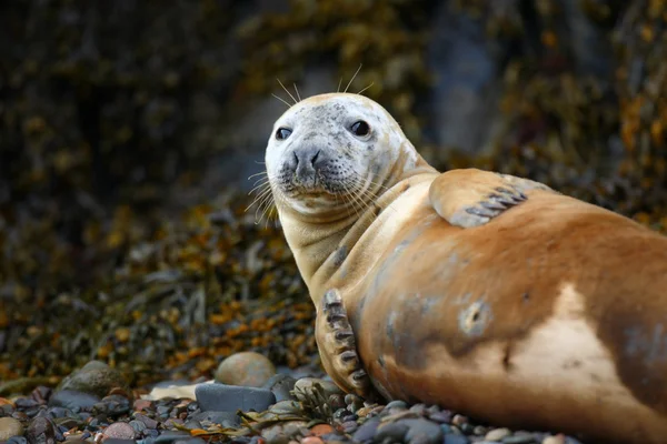 Robbe am Strand der Insel Skomer Stockbild