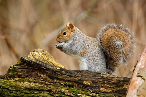 Eichhörnchen frisst etwas — Stockfoto